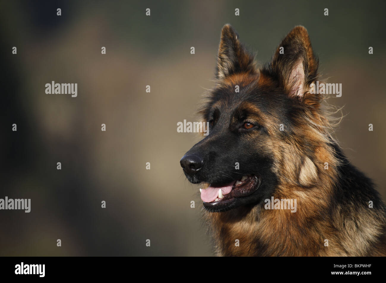 Long hair german shepherd dog hi-res stock photography images Alamy