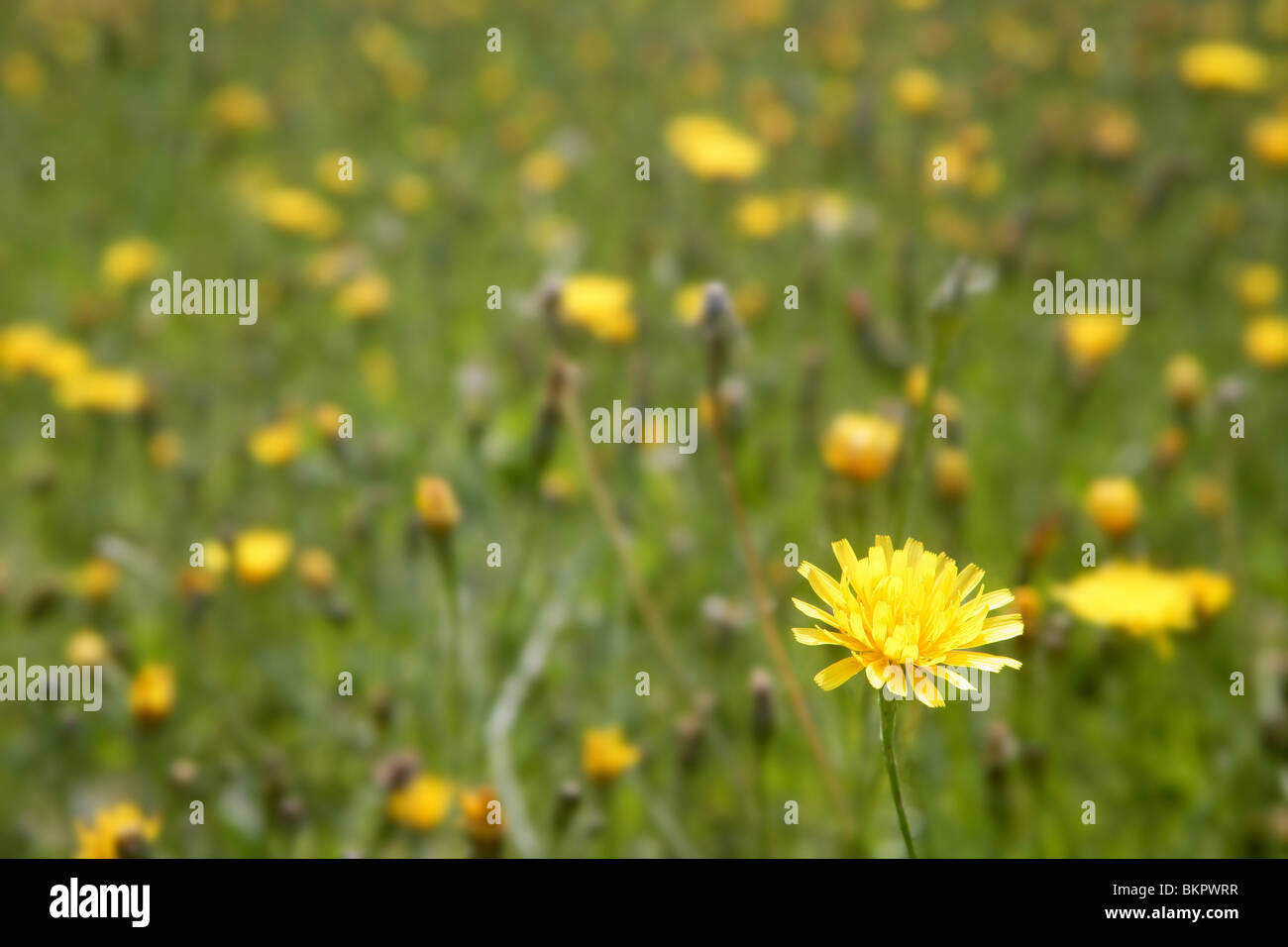 Close up wild flowers in the green meadow country Stock Photo - Alamy