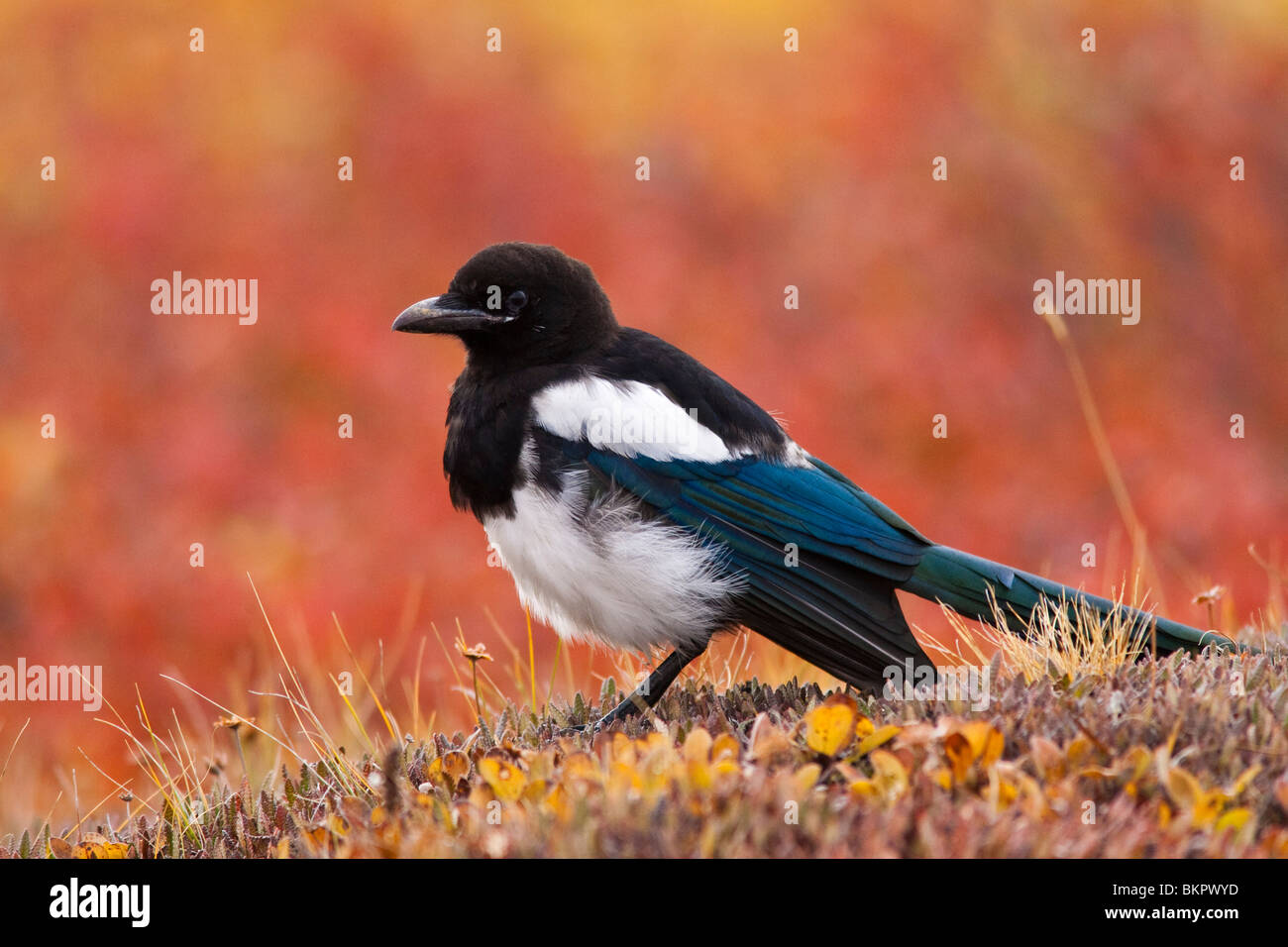 A magpie sits on the tundra amid fall colors at the top of Polychrome ...
