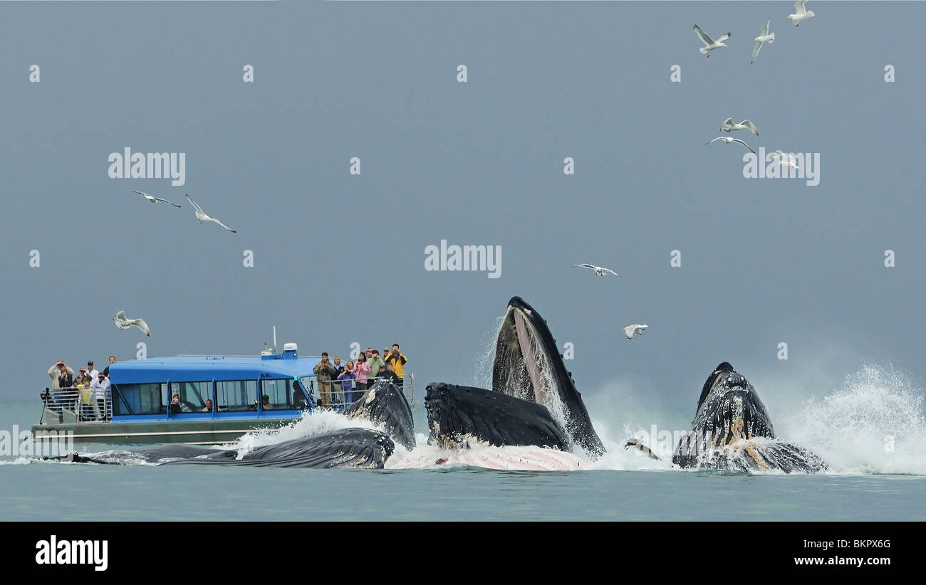 Whales tour boat hires stock photography and images Alamy