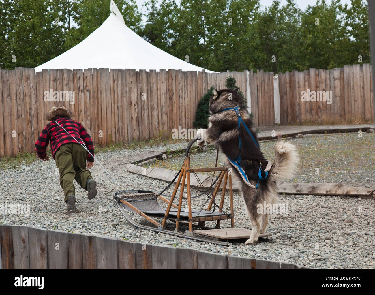 Dallas Seavey pulls a sled while a Malamute rides as an act to entertain at Seavey's Wild Ride Sled Dog Rodeo, Anchorage, Alaska Stock Photo
