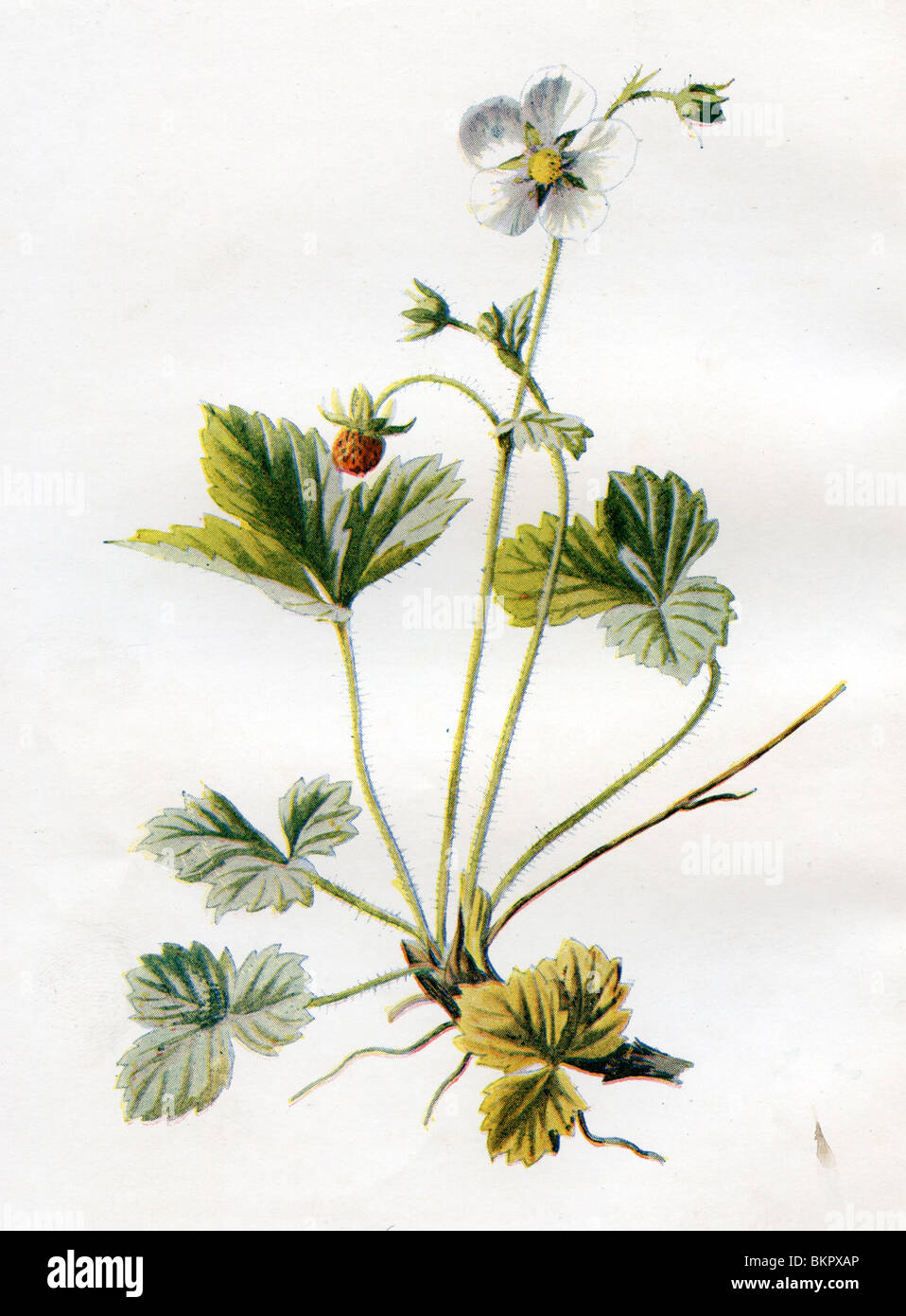 Familiar Wild Flowers - Wild Strawberry Stock Photo - Alamy