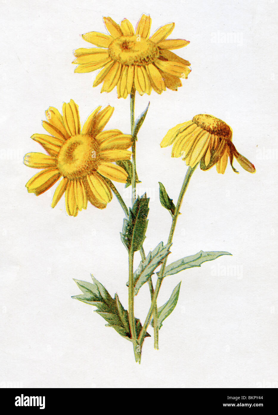 Familiar Wild Flower - Corn Marigold Stock Photo