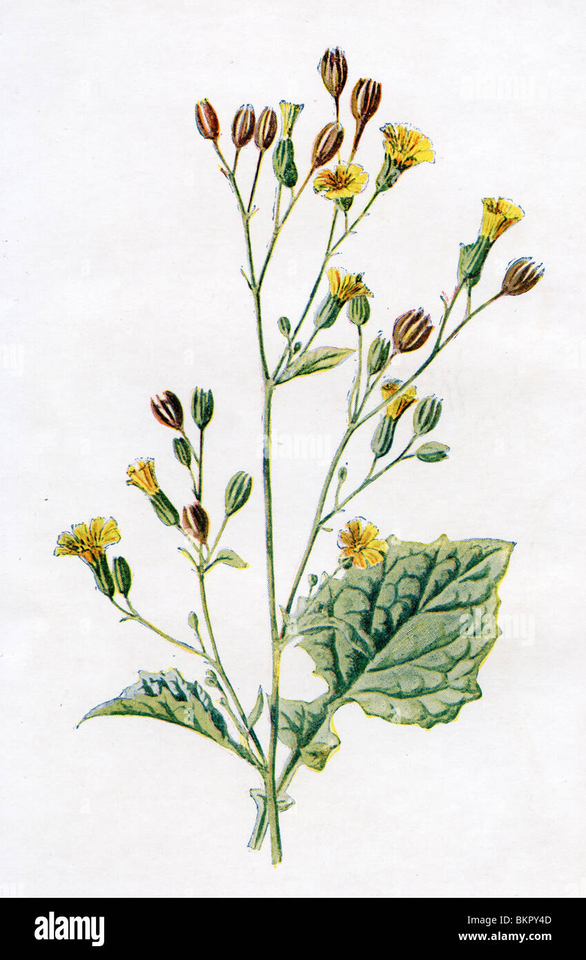 Familiar Wild Flower - Nipplewort Stock Photo