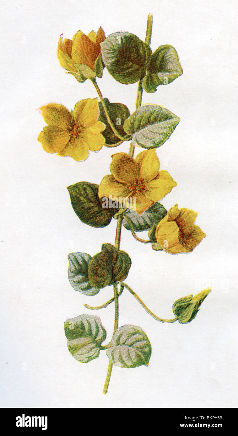 Familiar Wild Flower - Moneywort Stock Photo