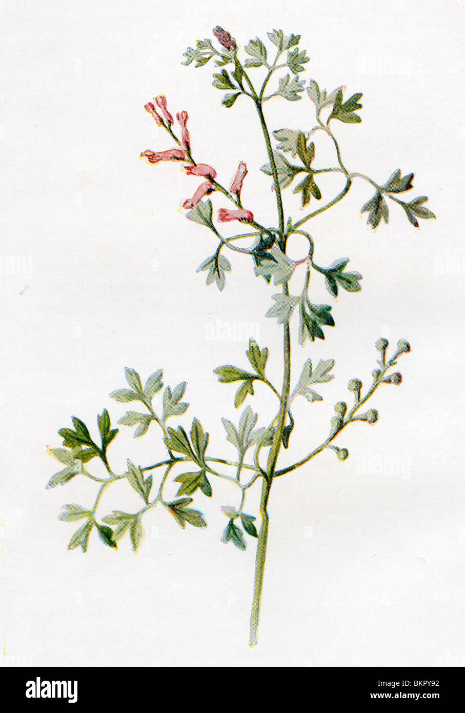 Familiar Wild Flower - Fumitory Stock Photo