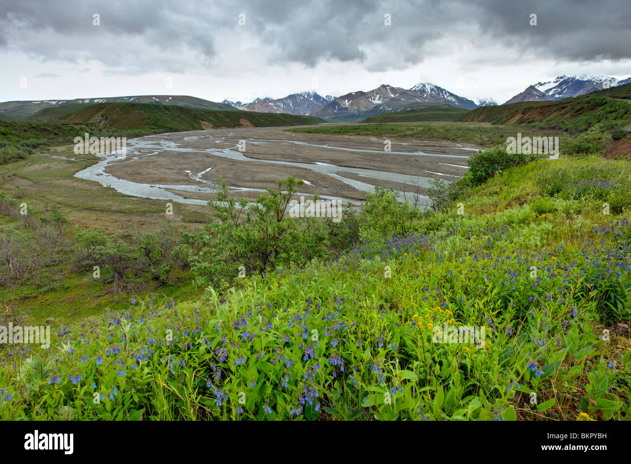 Summer flowers bloom along the park road next to the East Fork River in