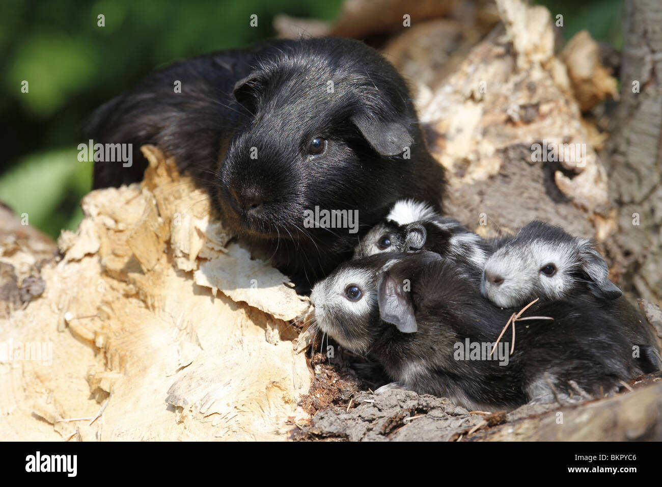 junge Meerschweine / young guinea pigs Stock Photo