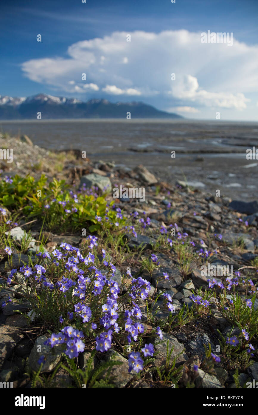 Forget-me-not wildflowers grow on hillside along Turnagain ...