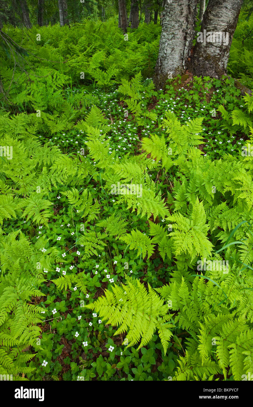 Wood ferns (Dryopteris dilatata) and bunch berry (Cornus canadenis) cover the ground near Byers Lake, Denali State Park, Alaska Stock Photo