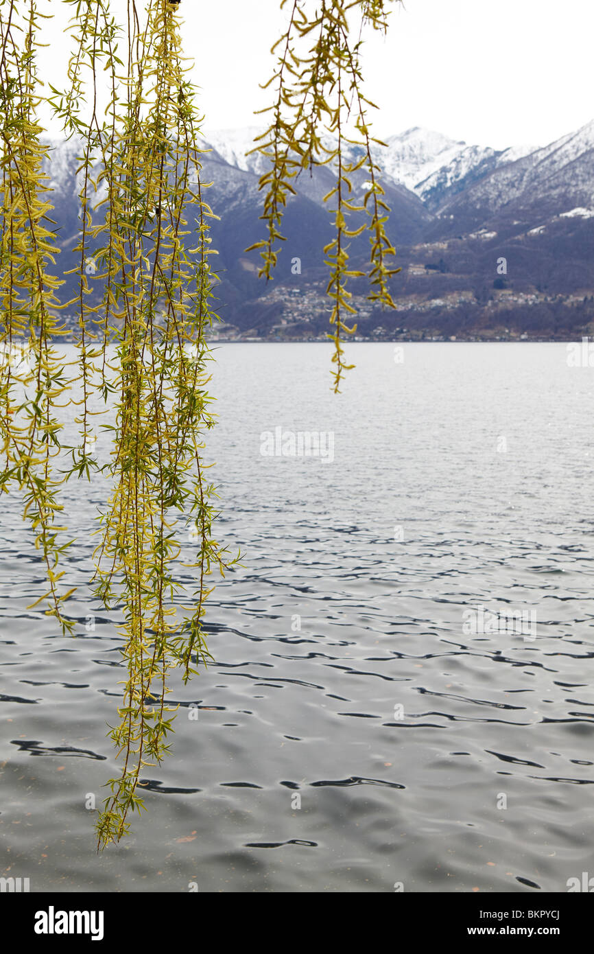 Weeping golden willow at Lake Maggiore, Locarno, Switzerland Stock Photo