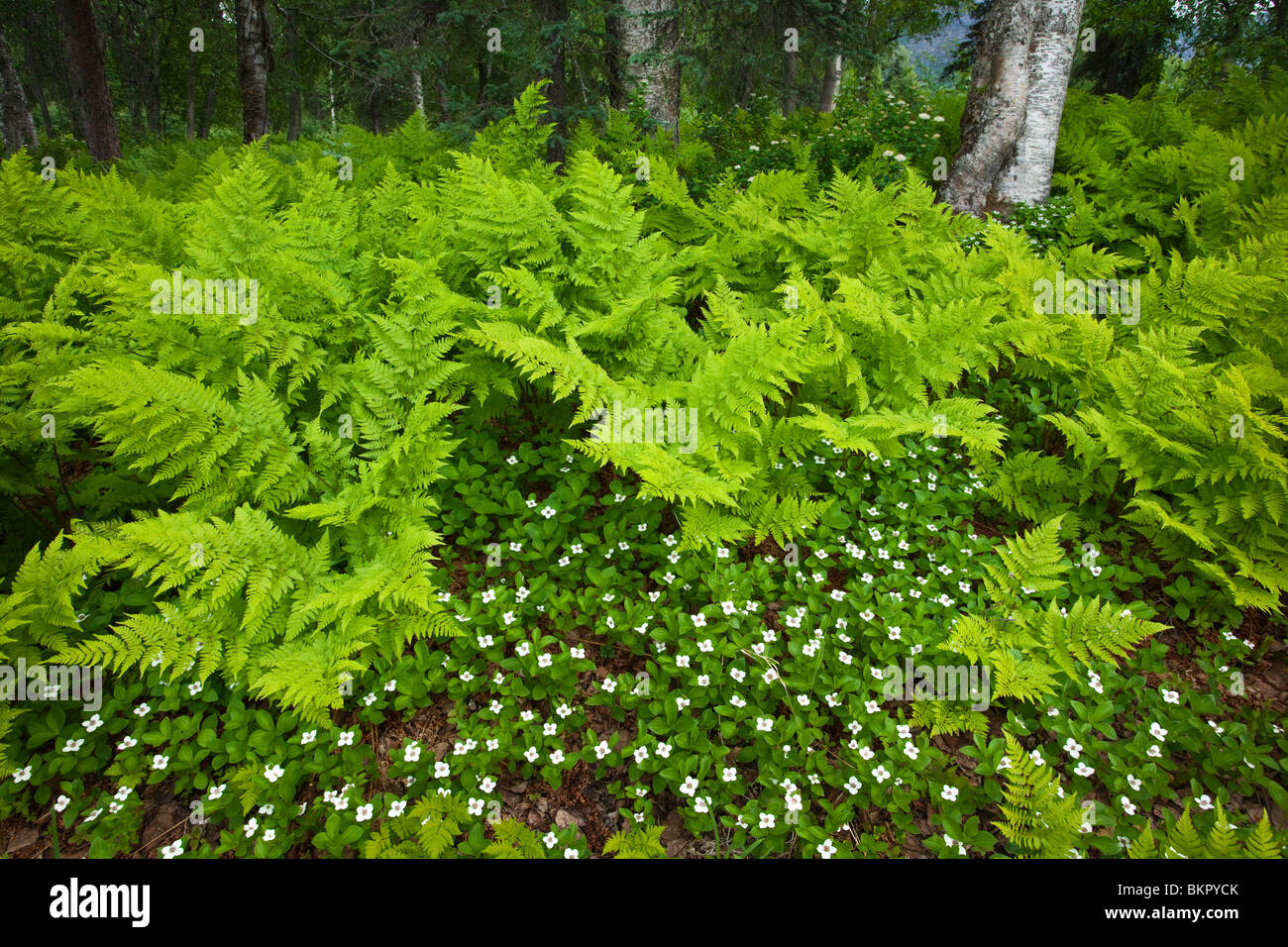 Wood ferns (Dryopteris dilatata) and bunch berry (Cornus canadenis) cover the ground near Byers Lake, Denali State Park, Alaska Stock Photo