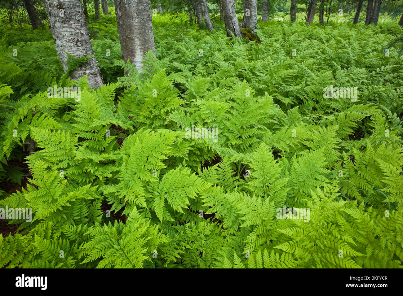 Wood ferns (Dryopteris dilatata) cover the ground near Byers in Denali State Park, Alaska Stock Photo