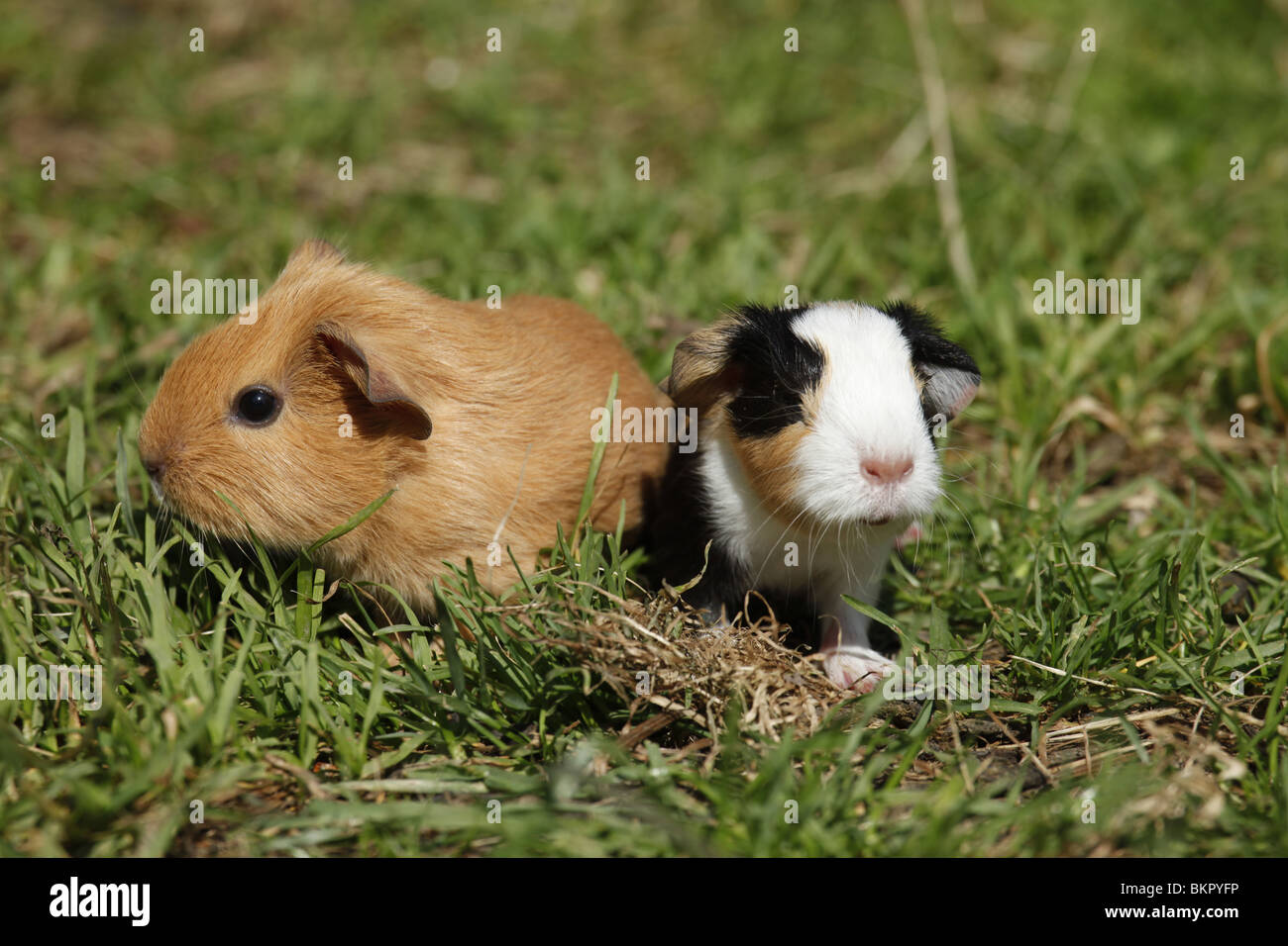junge Meerschweine / young guinea pigs Stock Photo