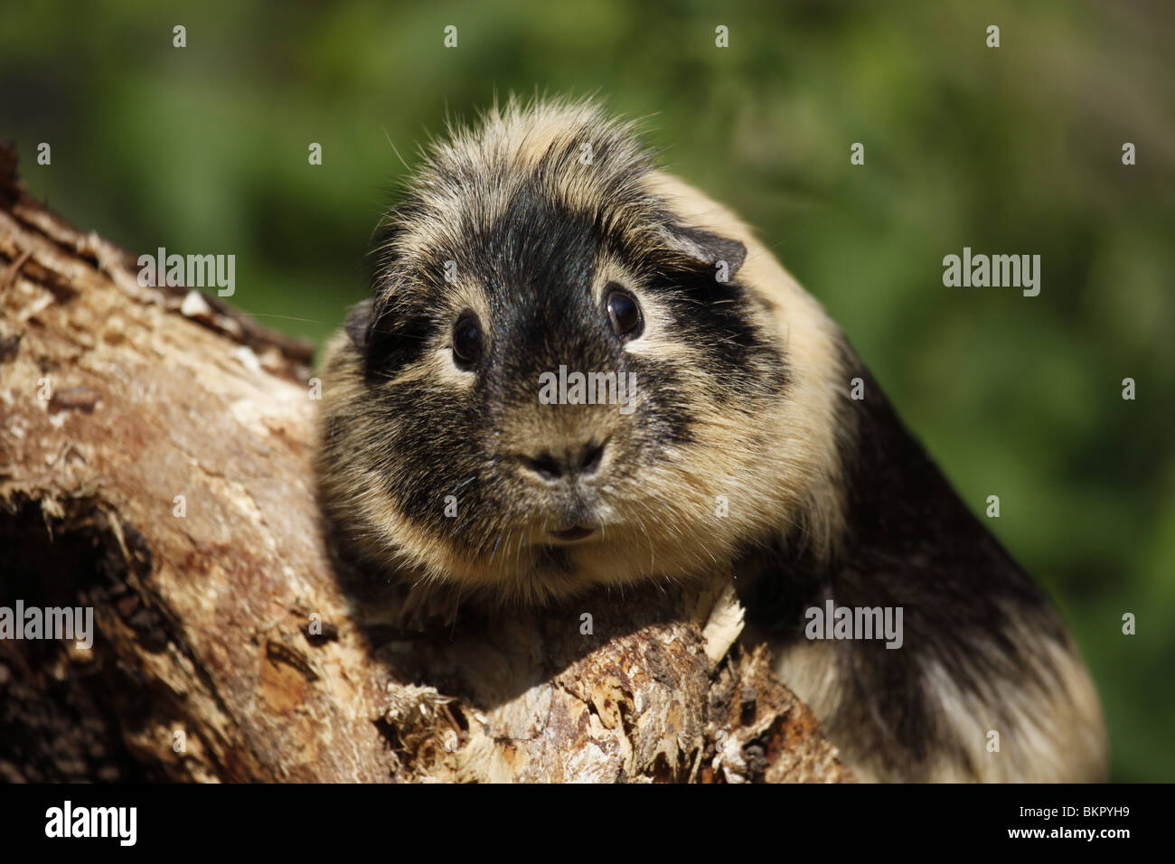 Meerschwein / guinea pig Stock Photo