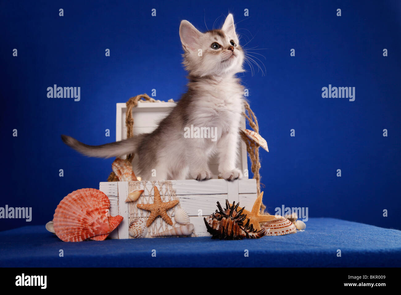 Somali Kätzchen / Somali Kitten Stock Photo - Alamy