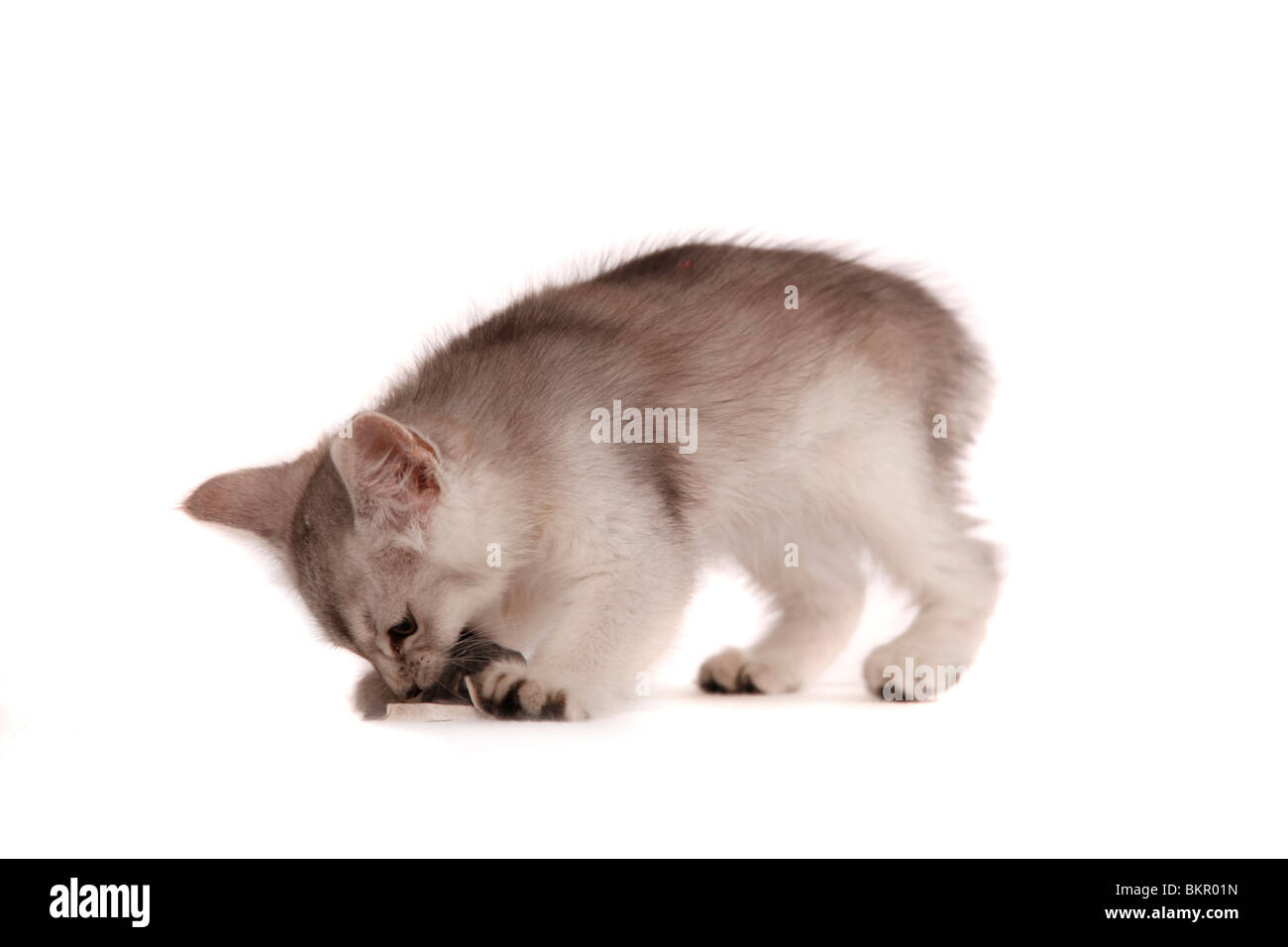Somali Kätzchen / Somali Kitten Stock Photo - Alamy