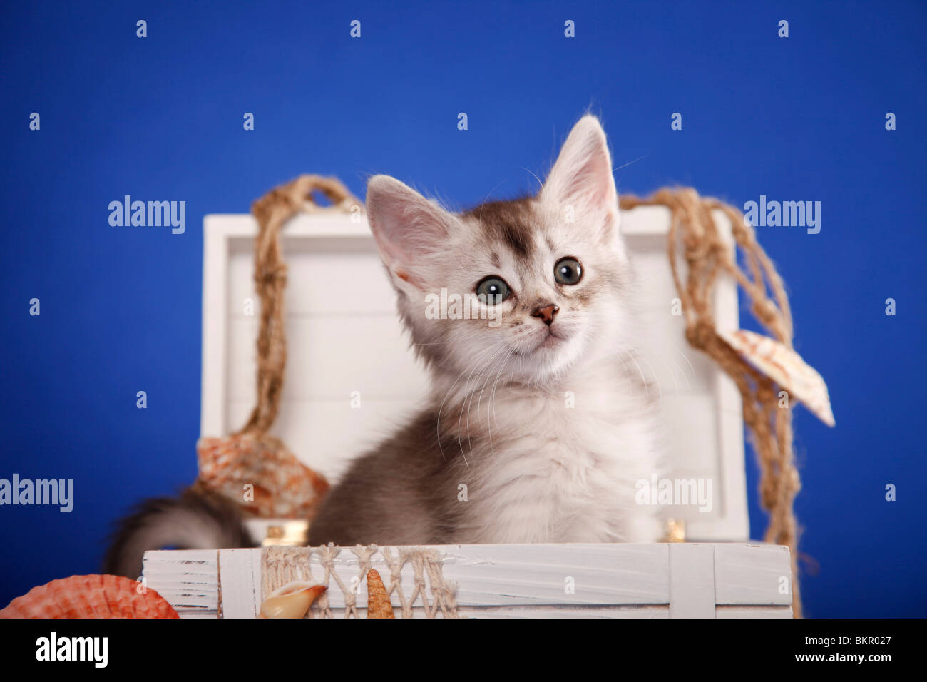 Somali Kätzchen / Somali Kitten Stock Photo - Alamy