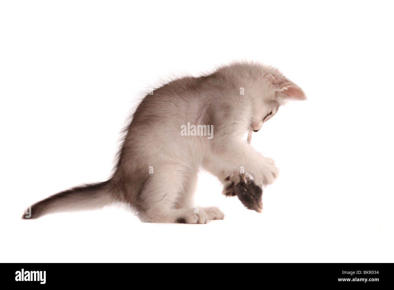 Somali Kätzchen / Somali Kitten Stock Photo - Alamy