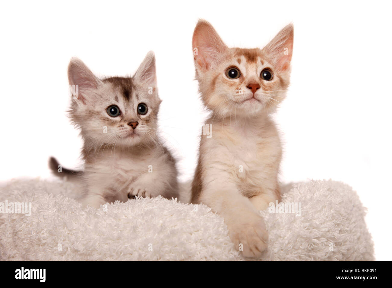 Somali Kätzchen / Somali Kitten Stock Photo - Alamy