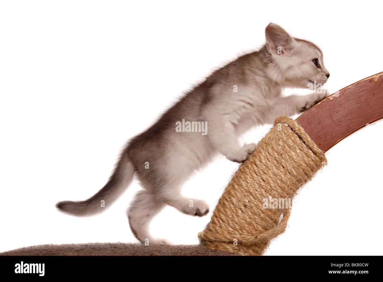 Somali Kätzchen / Somali Kitten Stock Photo - Alamy