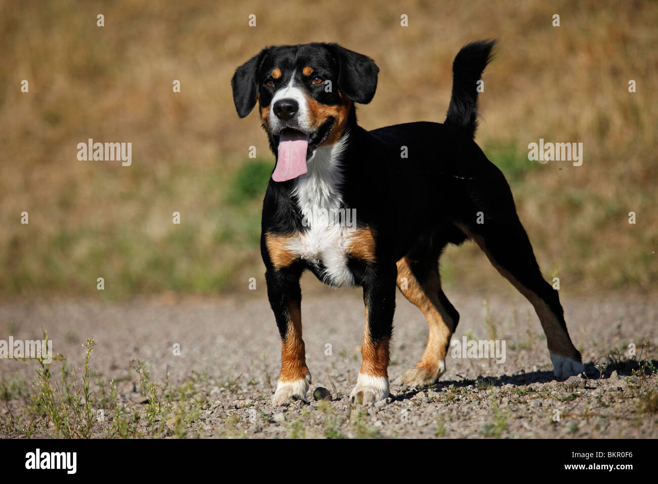 stehender Entlebucher Sennenhund / standing Entlebucher Mountain Dog Stock Photo