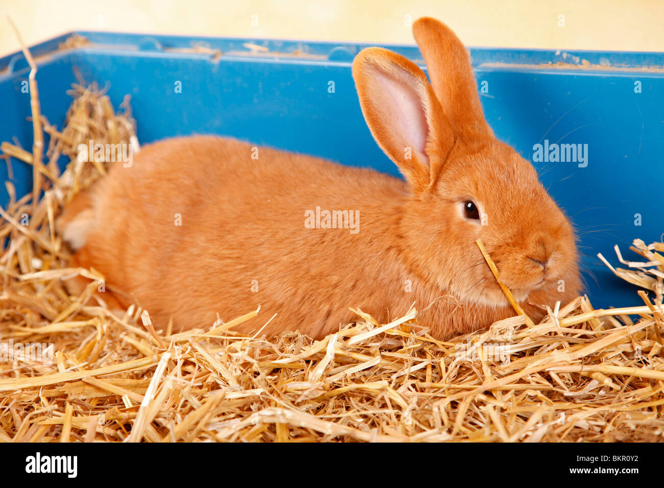 Neuseeländer / rabbit Stock Photo