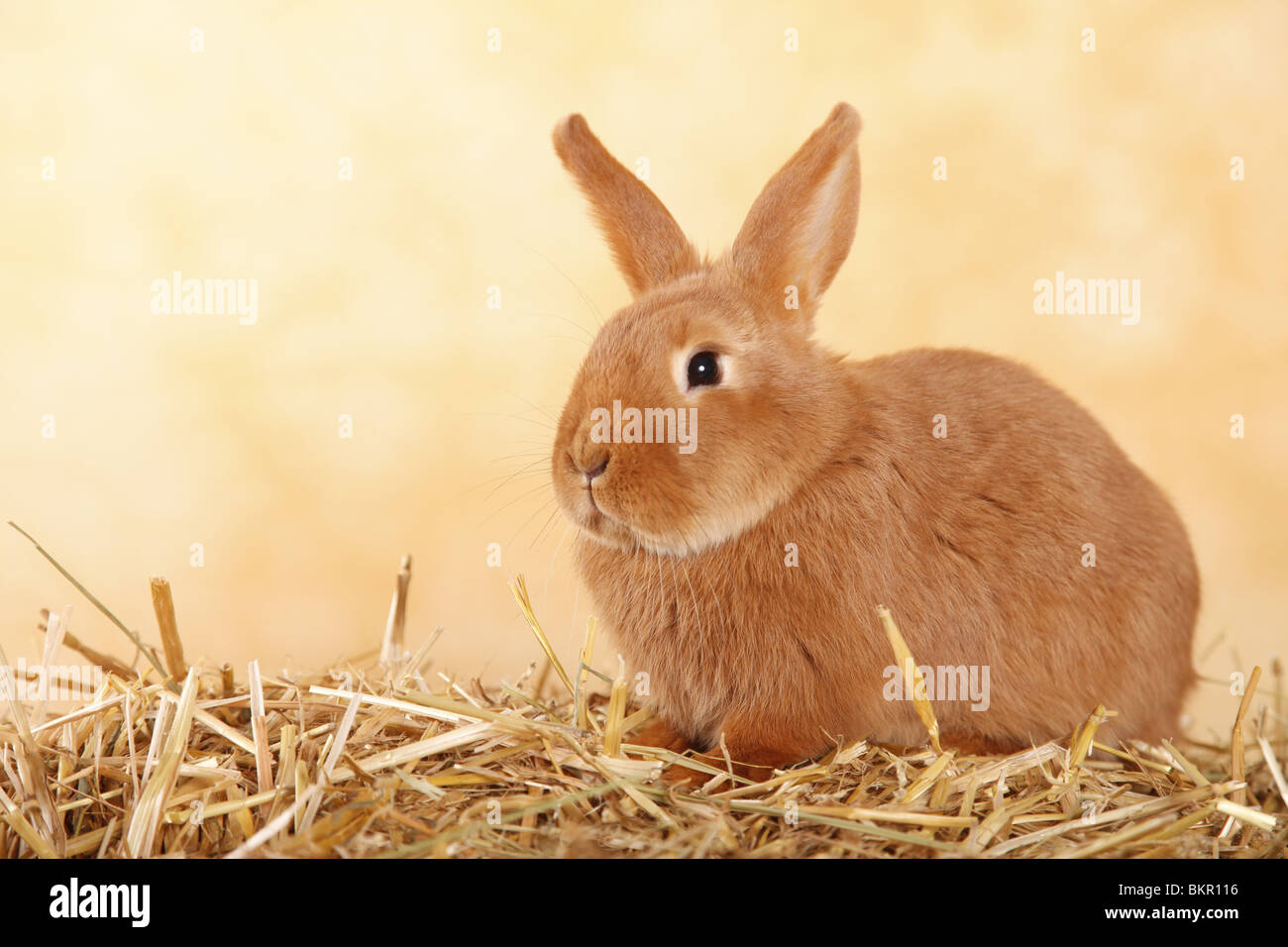 Neuseeländer / rabbit Stock Photo