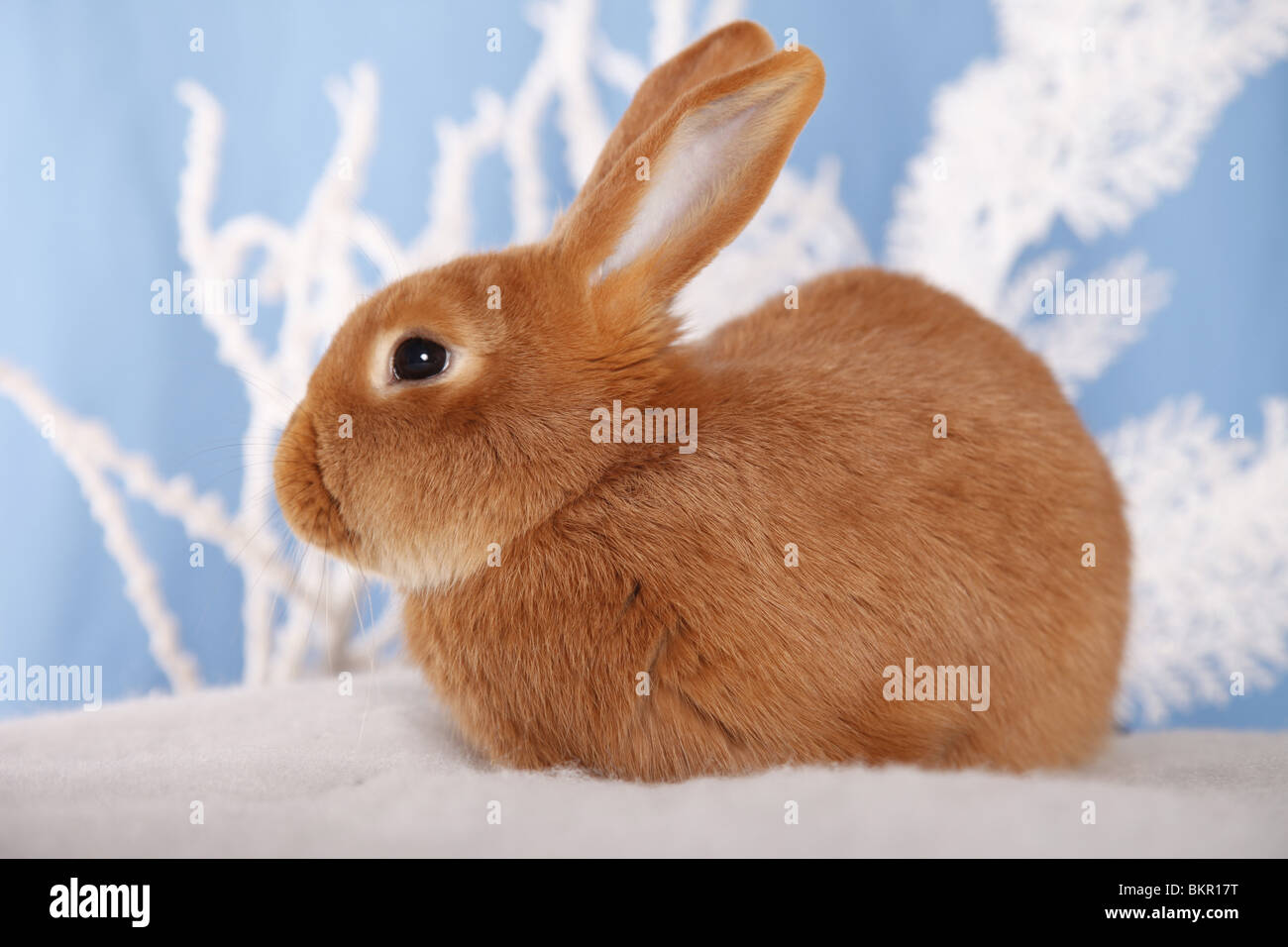 Neuseeländer / rabbit Stock Photo