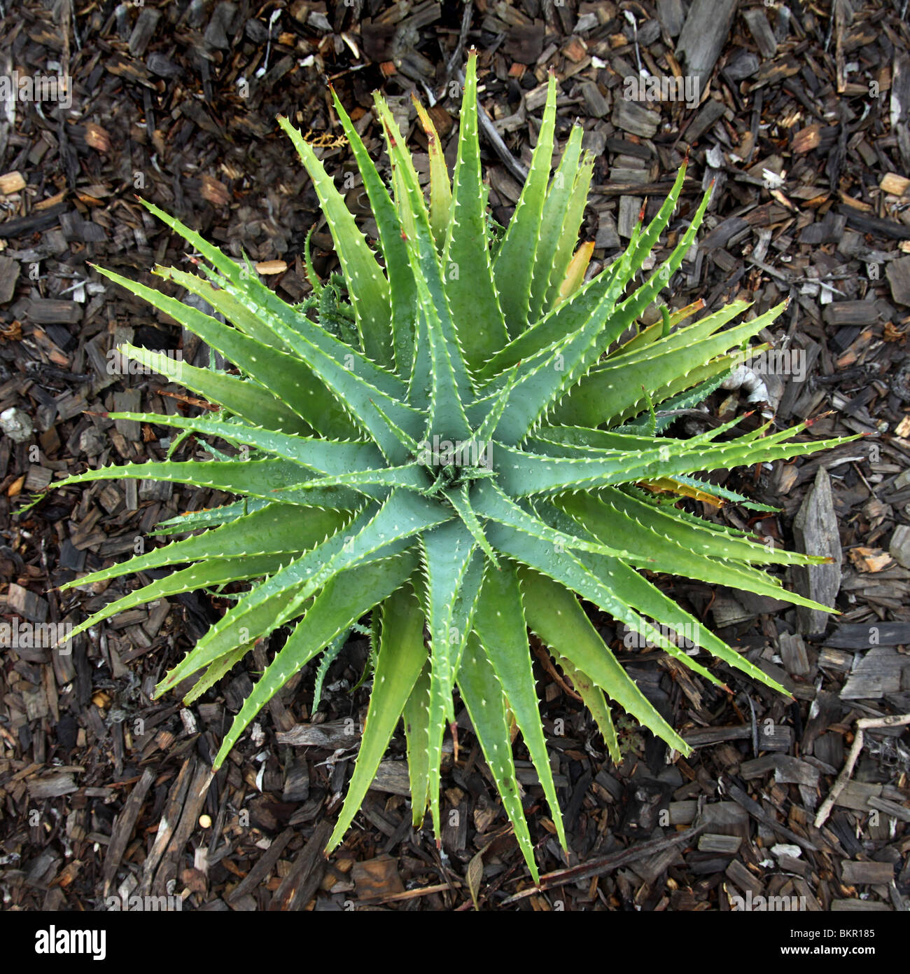 Aloe vera Orchidea piante Foto stock - Alamy