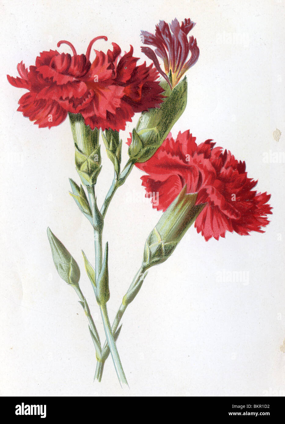 Clove Carnation Stock Photo Alamy