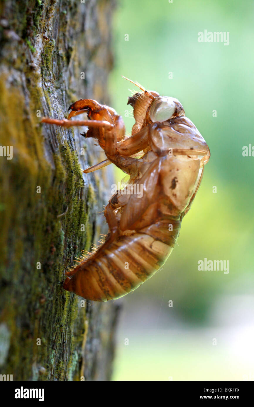 Cicada Nymph Skin Stock Photo