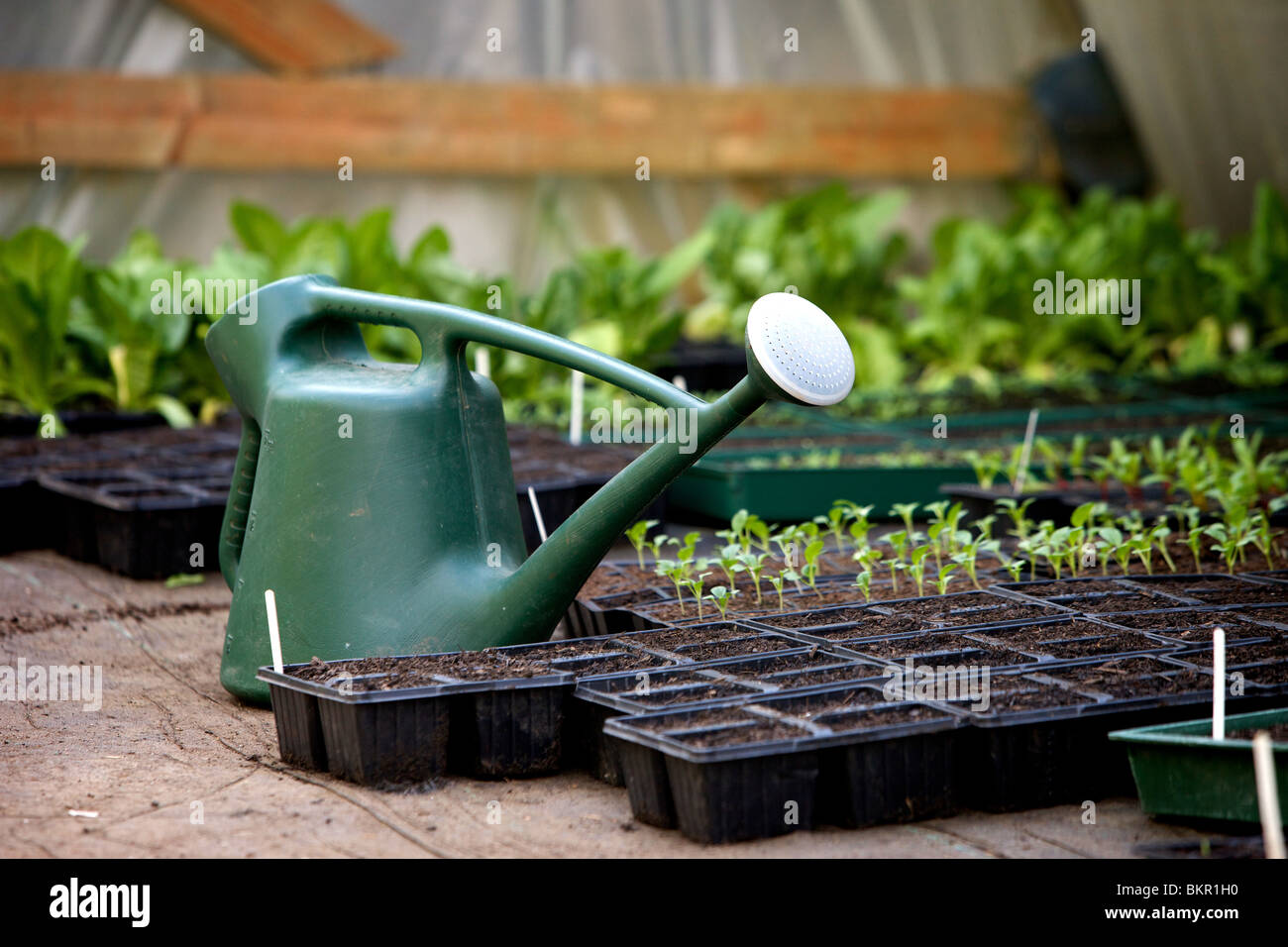 Watering can and trays of seedlings in a greenhouse Stock Photo