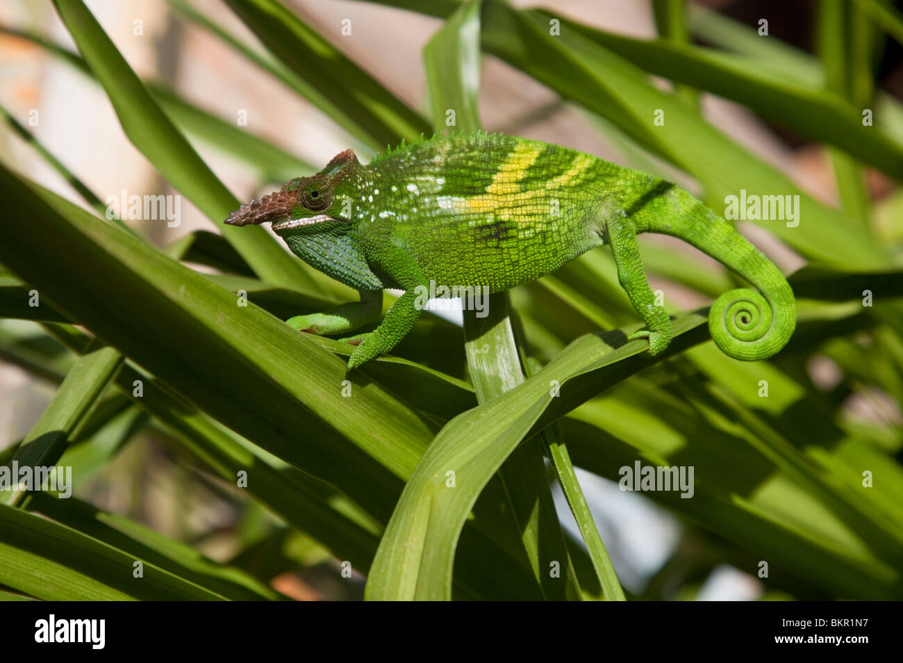 Tanzania. An African Two-horned chameleon carefully picks it's way through the tall grasses. Stock Photo