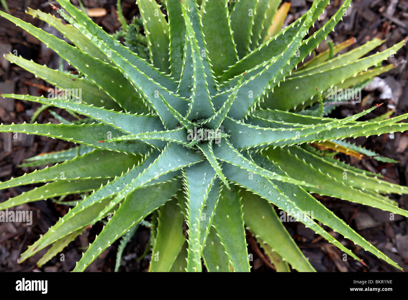 Aloe Vera Stock Photo