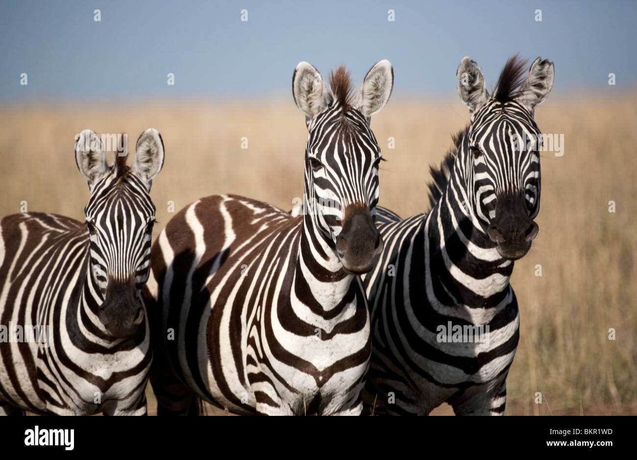 Tanzania, Serengeti. A trio of Burchell's zebra. Stock Photo