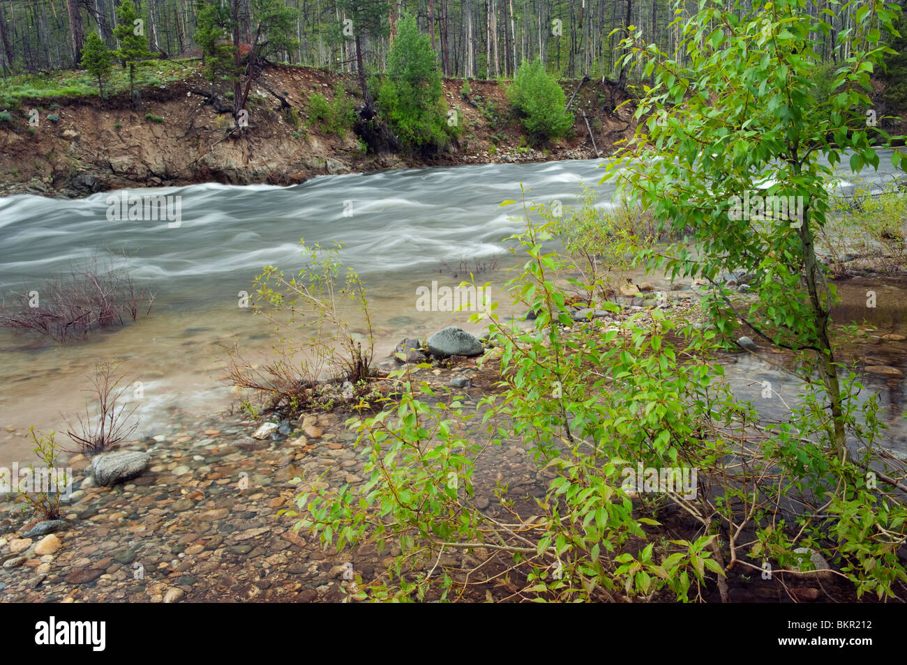 Middle Fork of the Salmon River at Indian Creek, Frank Church