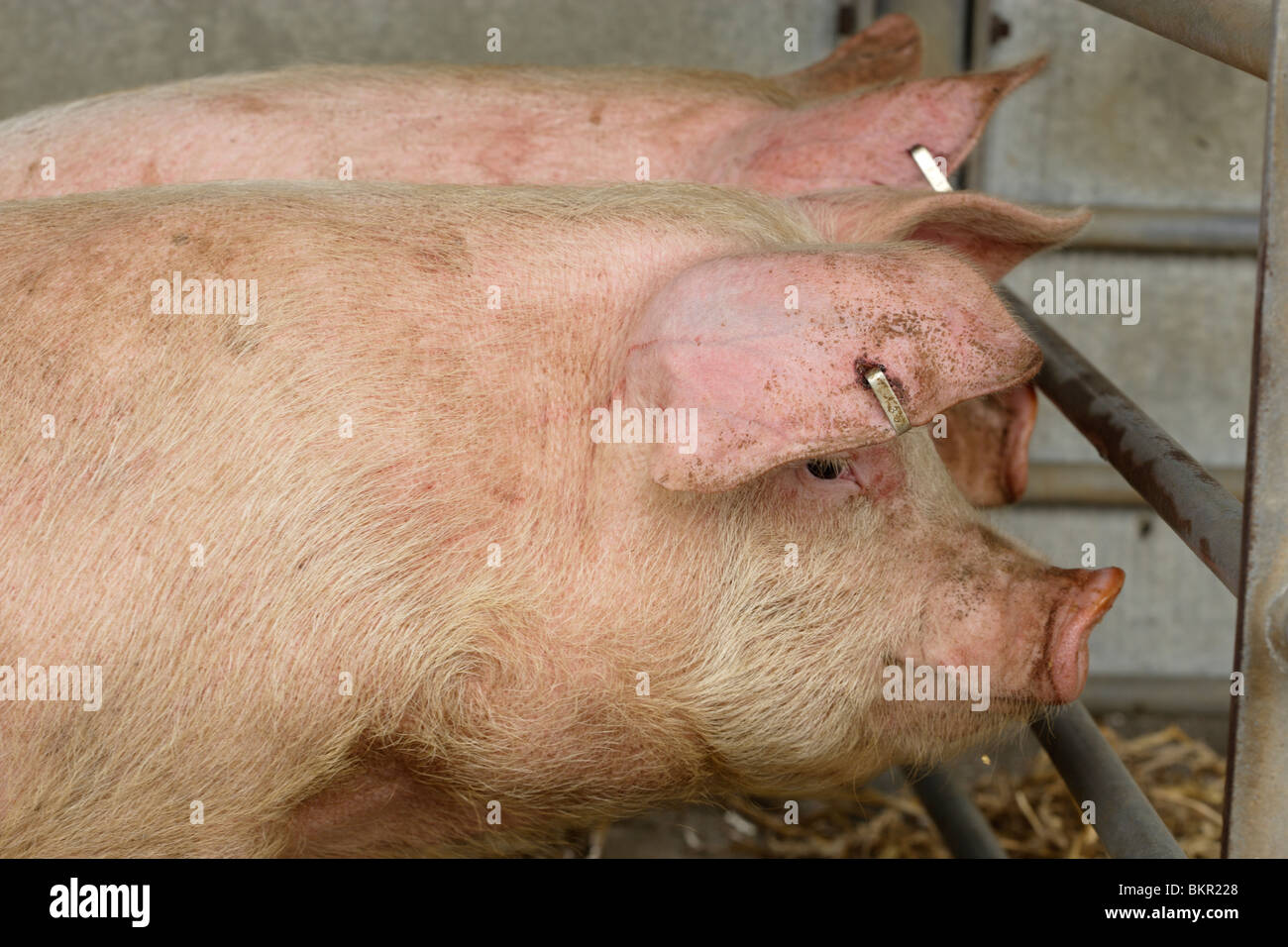 Pigs to market hires stock photography and images Alamy