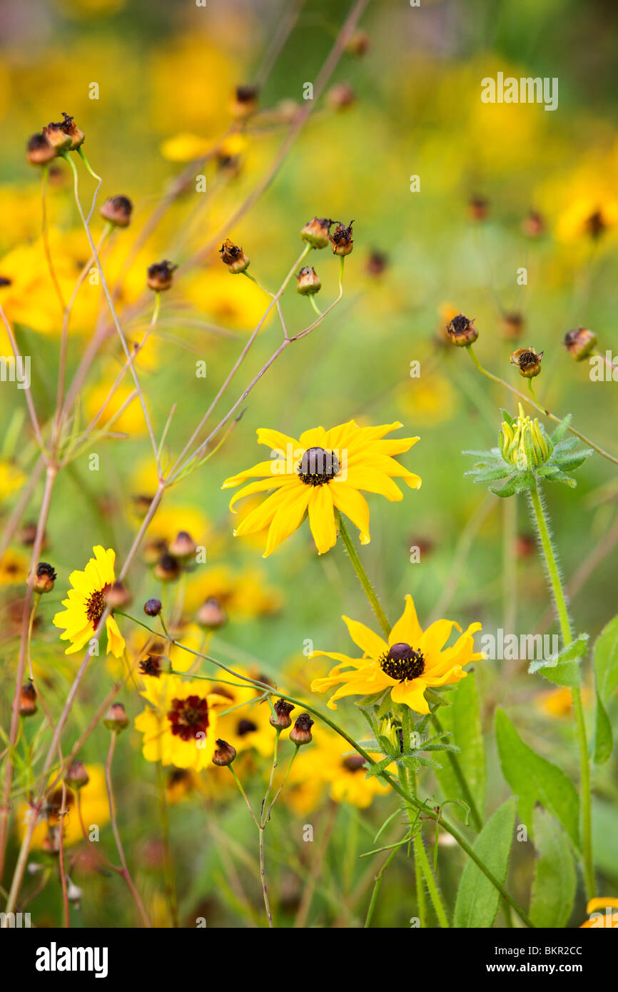 Wild flowers in the English countryside Stock Photo - Alamy
