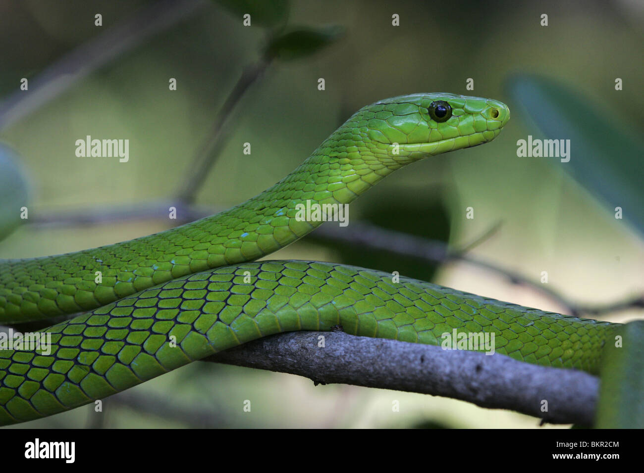 West African Green Bush Viper (Atheris chlorechis) / NATURE's WINDOW