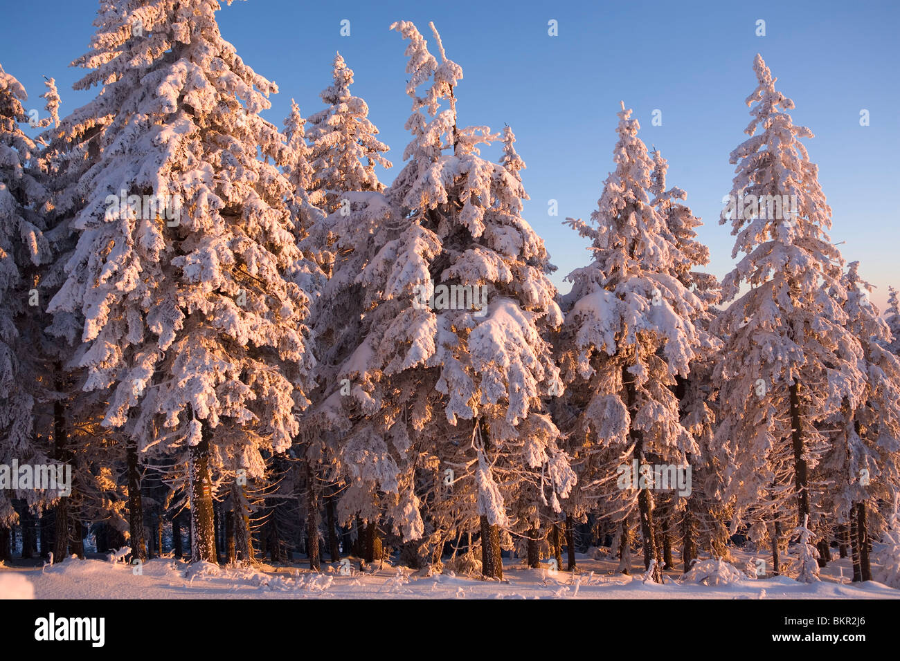 Winter scenery of frosty trees. Stock Photo