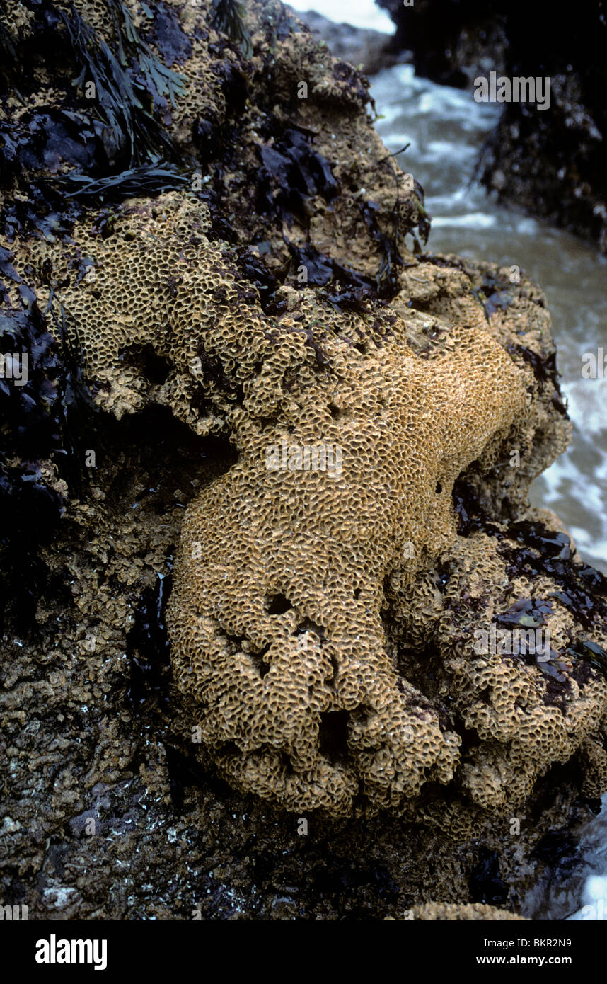 Tubes of the honeycomb worm (Sabellaria alveolata) on an exposed shore UK Stock Photo