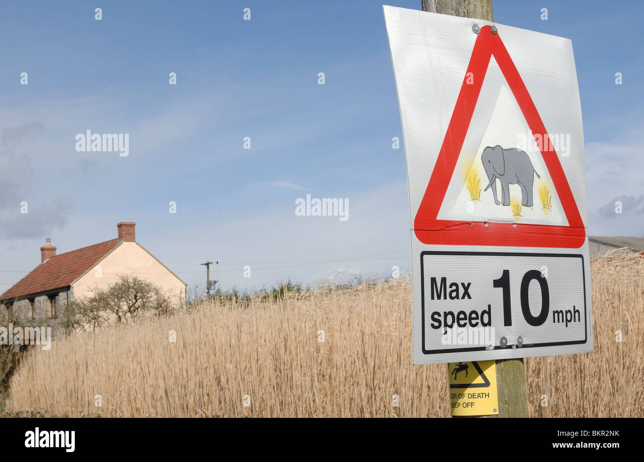 Warning sign on road by field of elephant grass Pennisetum purpureum North Somerset England Stock Photo