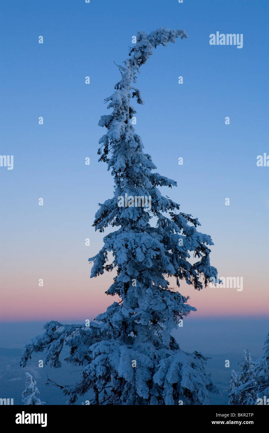 White silhouette of frozen tree again a alpine-glow sky. Stock Photo