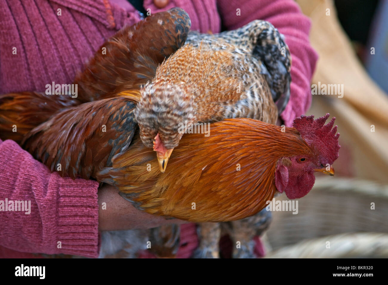 Ecuador, Plump cockerels and chickens are sold at the weekly farmers   market at Sangolqui. Stock Photo