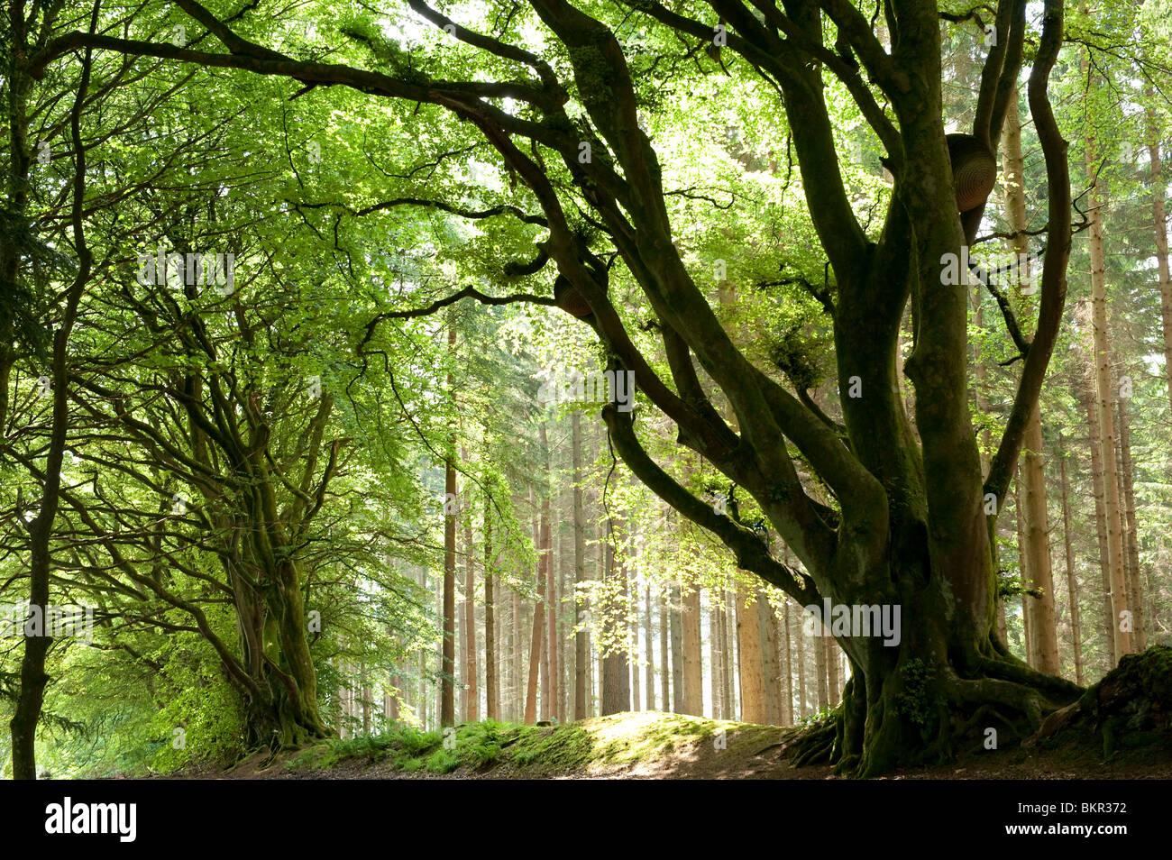 Kielder Forest Park, Northumberland, England Stock Photo Alamy
