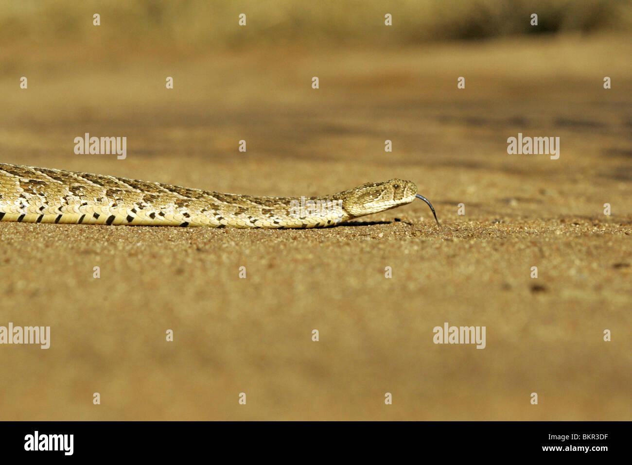 Puff adder snake hires stock photography and images Alamy