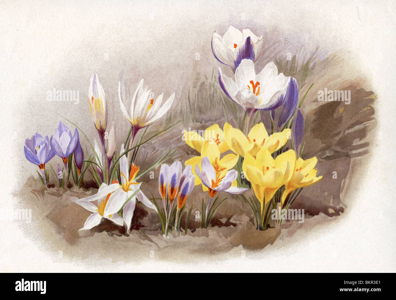 Crocus Tauri Melanthorus, C Fleischeri, C Cyprius, Chrysanthus Pallidus & Biflorus Alexandri Stock Photo