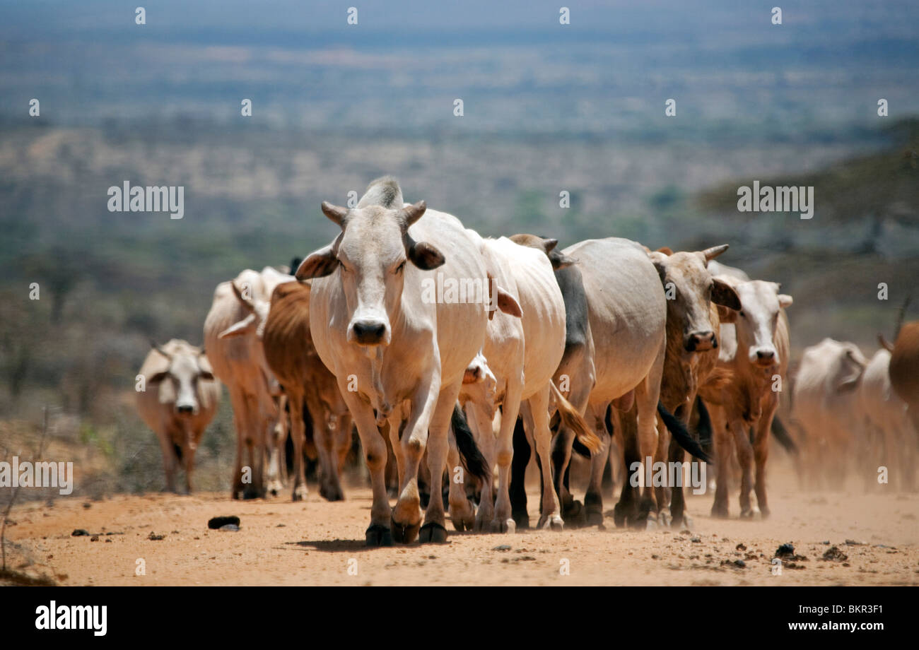 Ethiopia. A herd of cattle is driven along a dusty track against a typical Southern-Ethiopian parched landscape. Stock Photo
