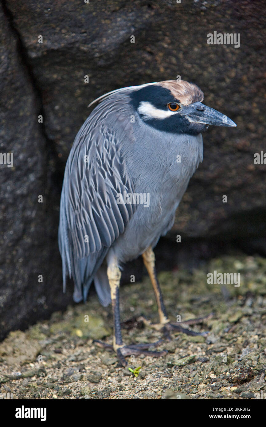 Galapagos Islands, A yellow-crowned night heron on Genovese island. Stock Photo